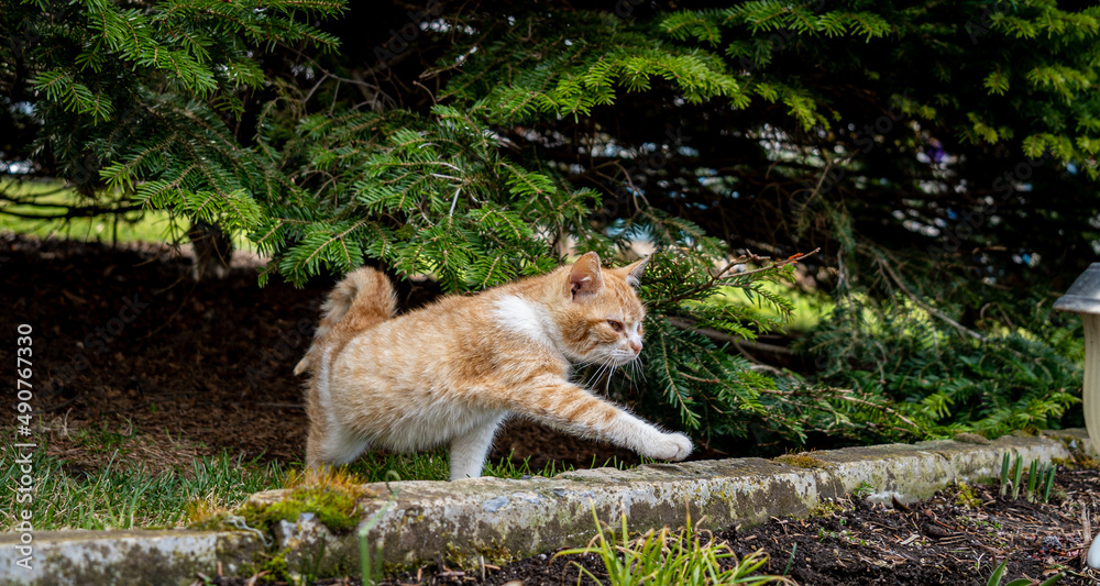 cat in the garden cat in the garden