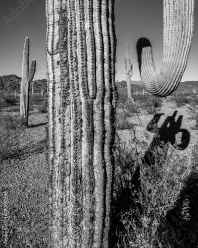 Organ Pipe Cactus National Monument, Arizona, America, USA.
 photo