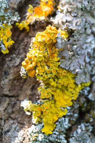Colorful yellow lichen growing on a tree