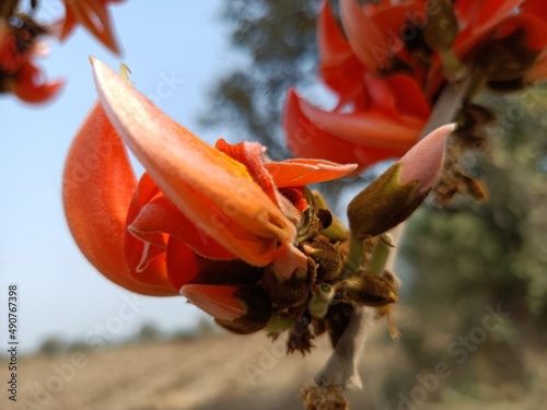 Palash flowers or butea monosperma photo