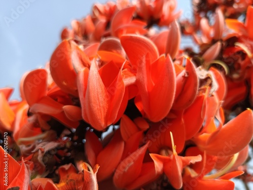 Butea monosperma flower or orange flower photo