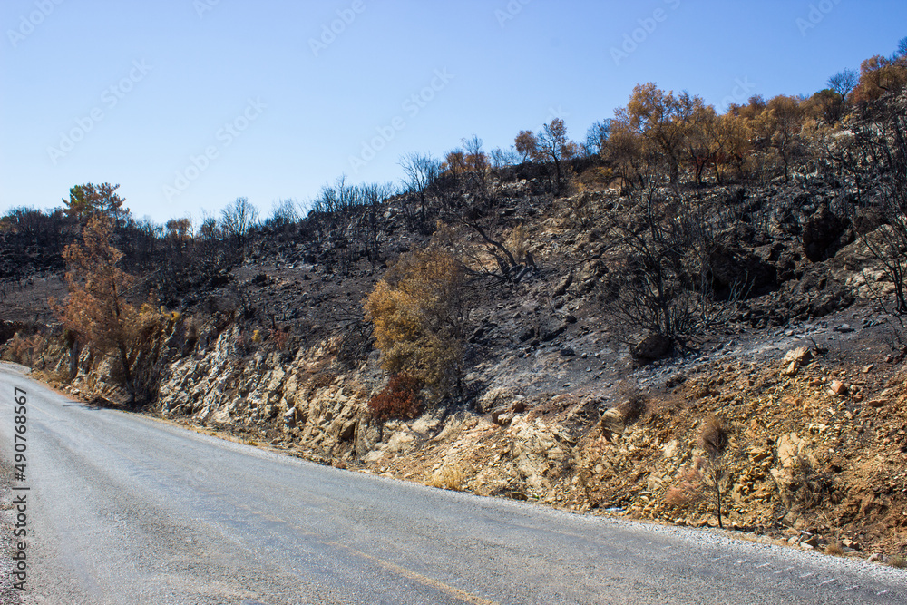 Forest fire natural disaster in Turkey. Burnt trees dying after massive wildfire. Forest fire natural disaster in Turkey. Burnt trees dying after massive wildfire.