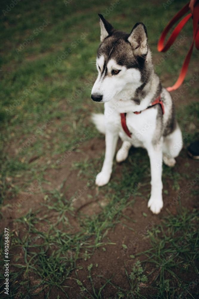 A beautiful husky dog. Huskies on a walk. Save the dogs from the war