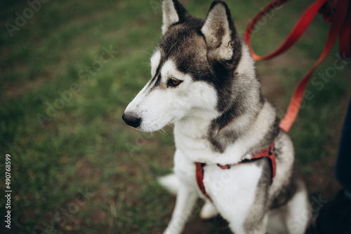 A beautiful husky dog. Huskies on a walk. Save the dogs from the war