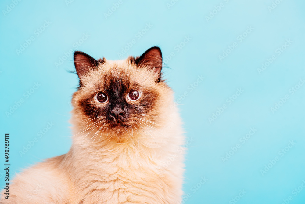 Neva masquerade cat breed color point. Kitten 10 months old on a blue background.