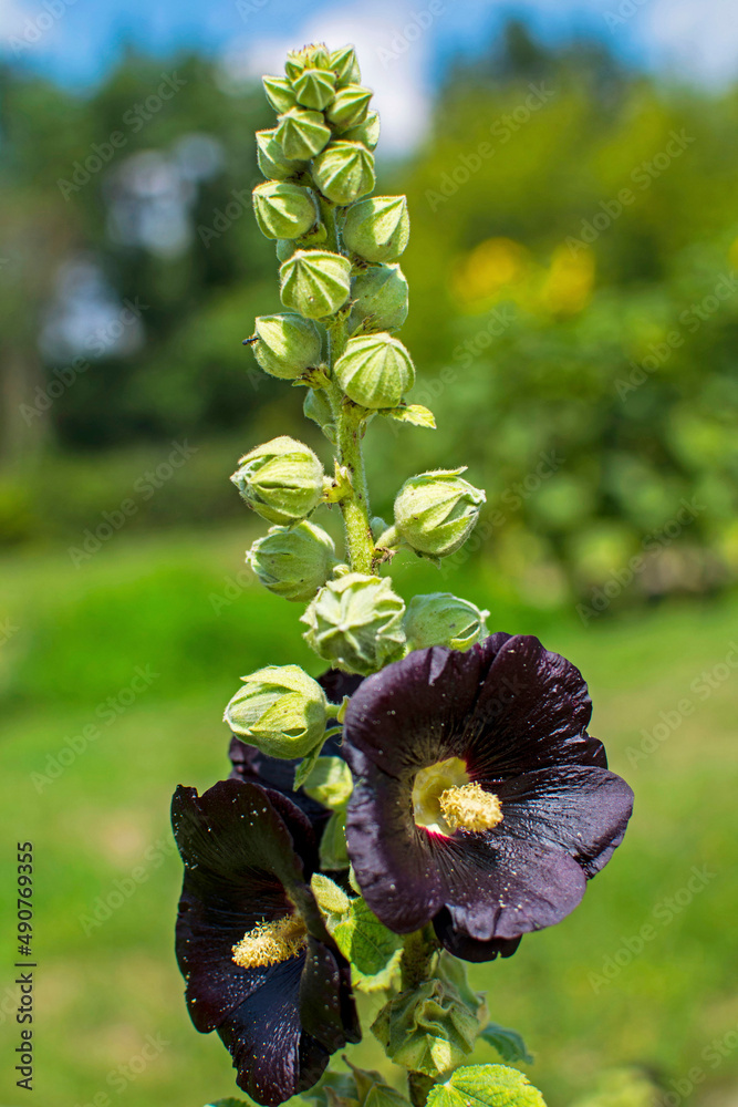 kwitnąca malwa rózowa, ogrodowa, czarne kwiaty malwy, Flowering Alcea rosea (cultivar Nigra) - obrazy, fototapety, plakaty 