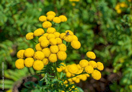 żółte kwiaty wrotyczu, Tanacetum vulgare