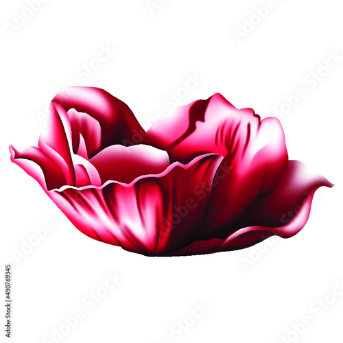 rose petals on white