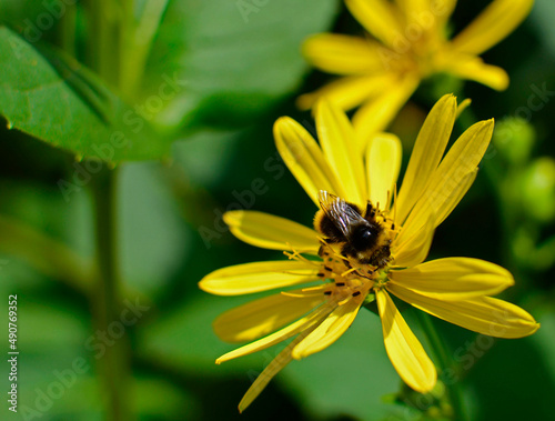 żółty kwiat topinamburu, słonecznik bulwiasty z trzmielem, (Helianthus tuberosus), yellow Jerusalem artichoke flower, Jerusalem artichoke with bumblebee photo