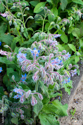 kwitnący ogórecznik lekarski (Borago officinalis)