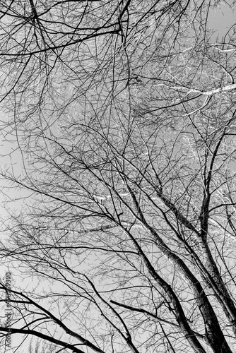 View from below looking at the bare tree tops in winter with a cloudless blue sky in the background  in black and white