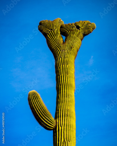 Organ Pipe Cactus National Monument, Arizona, America, USA.
 photo