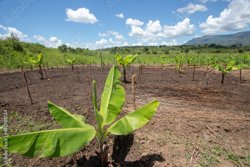 Banana tree nursery in Mozambique