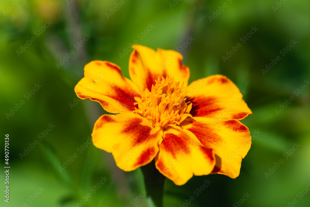 Beautiful yellow flower on a green background. Beautiful yellow flower on a green background.