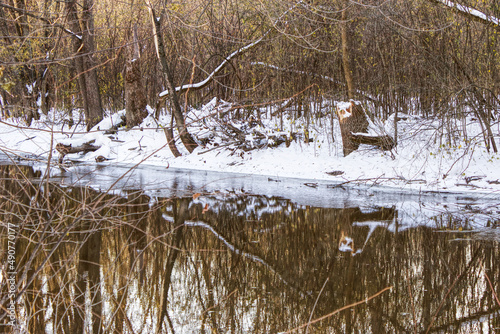 A river bank passing through a wooded area after the first snow covered the ground with the reflection of the trees in the water