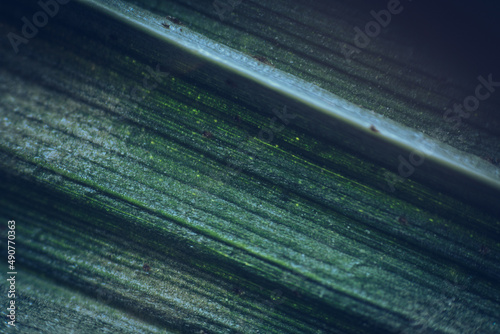 Leaf under a microscope