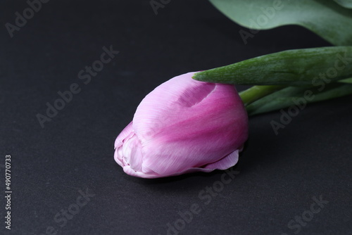 Fototapeta Naklejka Na Ścianę i Meble -  A lovely and delicate tulip isolated on a black background. Spring flowers