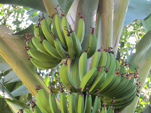 Planta de banana