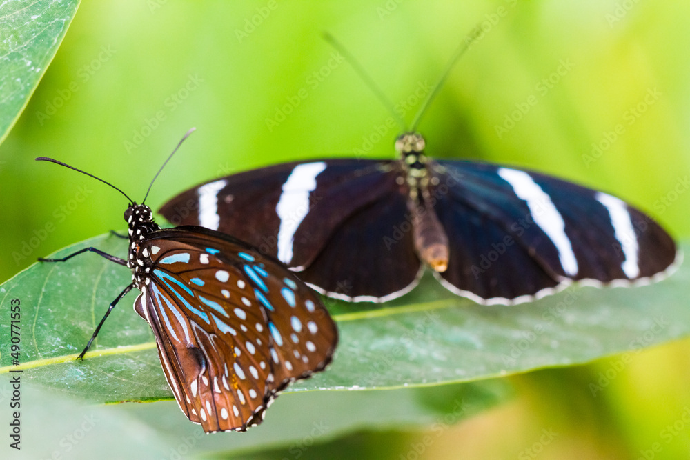 Obraz premium Butterflies