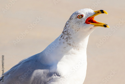 Crying Laughing Gull