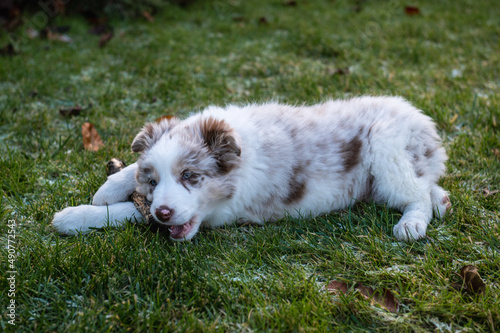 Young border collie red merle