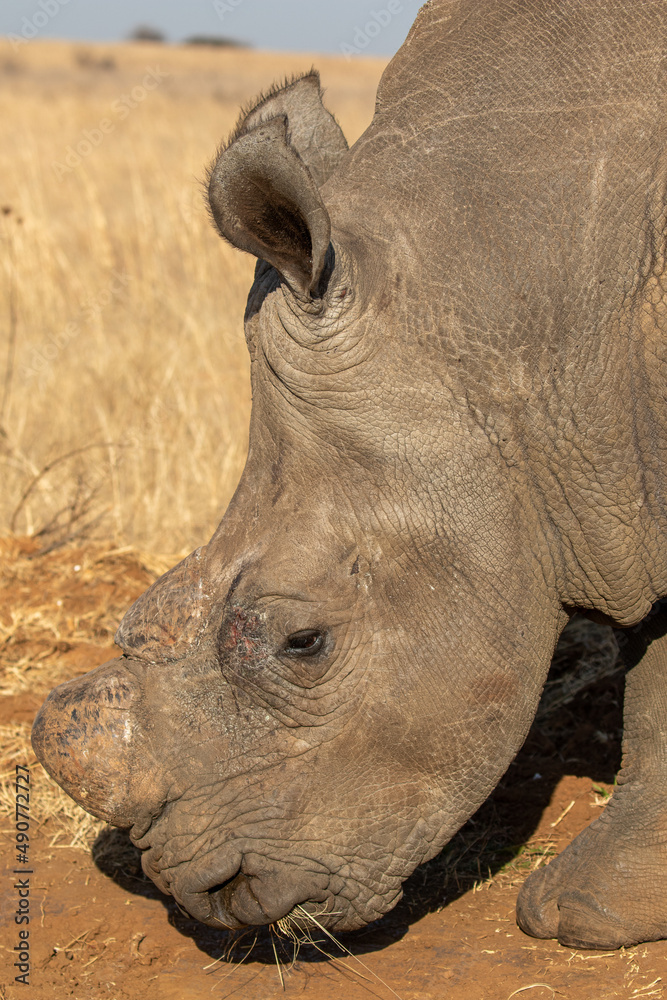 Fototapeta premium Dehorned White Rhino, South Africa