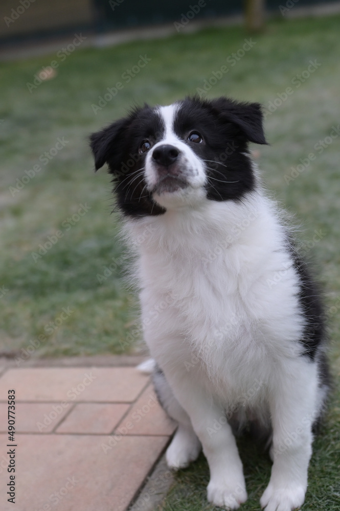 Little Border Collie