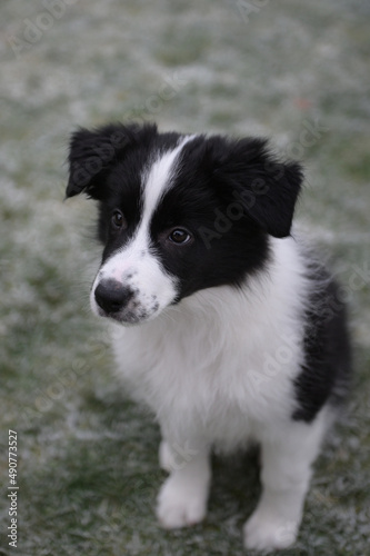 Puppy of border Collie © Lucia