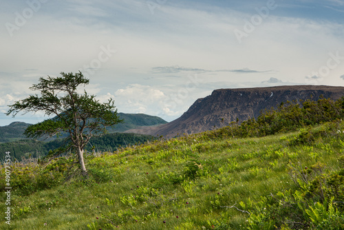 Newfoundland and Labrador Tablelands with tree photo