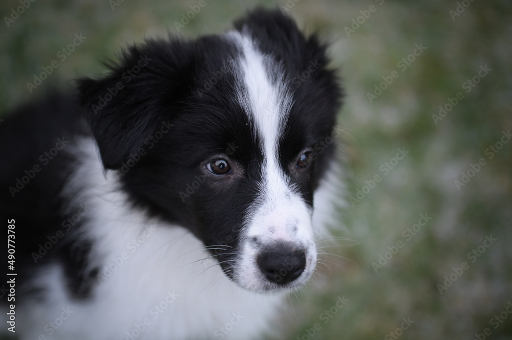Puppy of border Collie