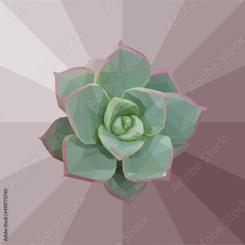 Low Poly, Geometrical, illustration of a green succulent, aeonium haworthii, with pink edges photo