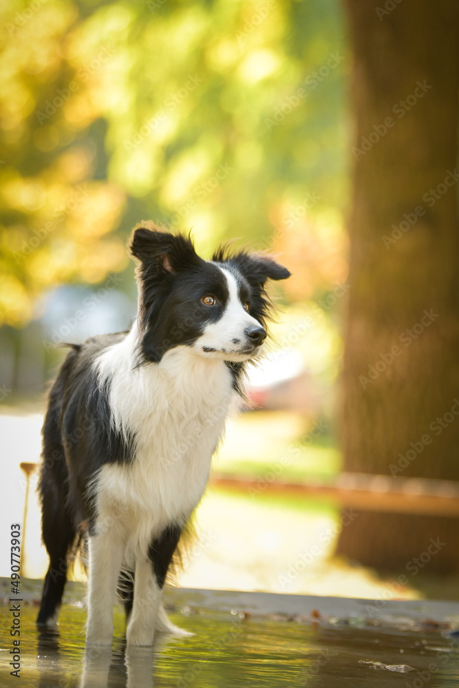 Dog border collie is standing in water. Nice dog in autumn nature. Dog border collie is standing in water. Nice dog in autumn nature.