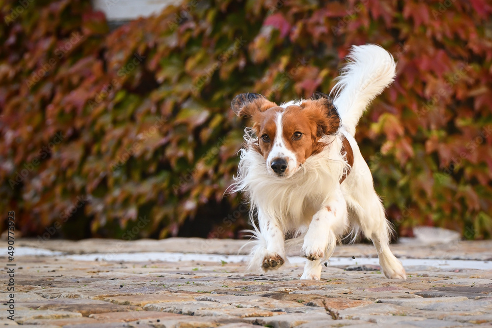 kooikerhondje is running in autumn nature. He is so cute dog.