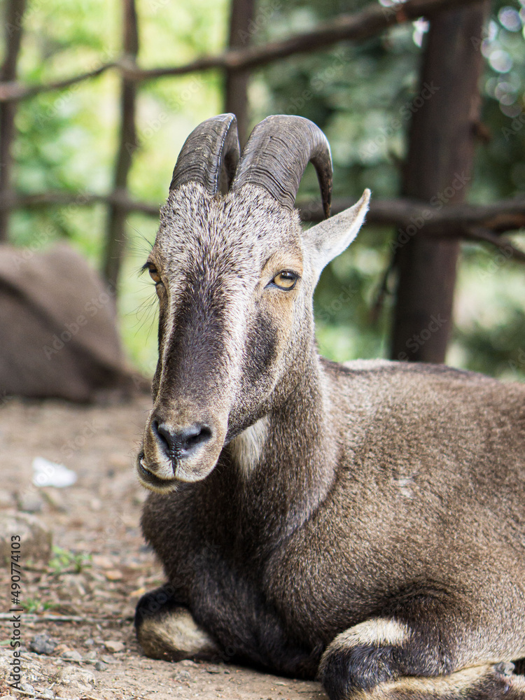 NILGIRI TAHR