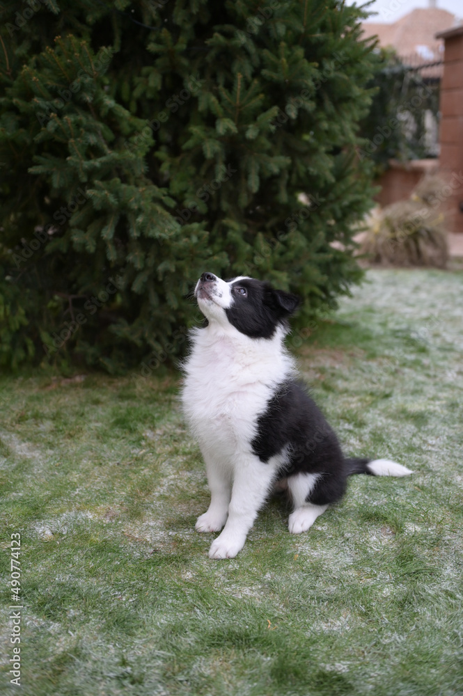 Little Border Collie