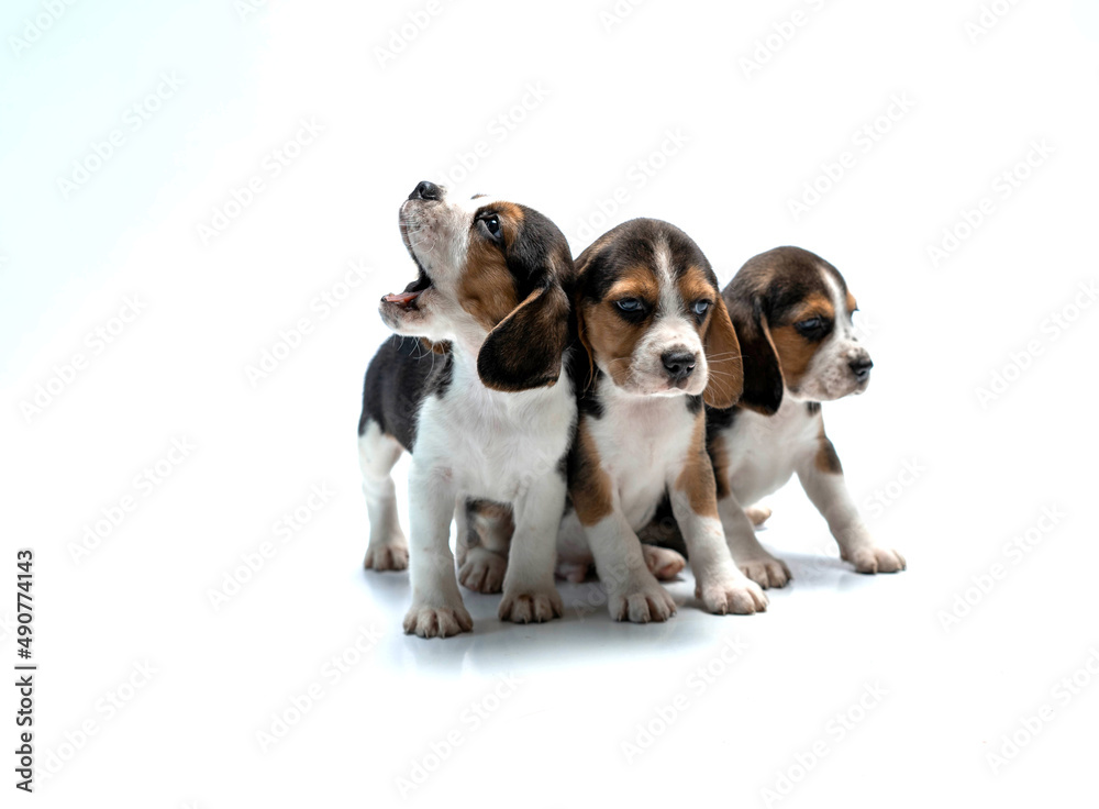 beagle puppies in the studio on a white background