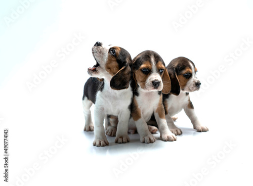 beagle puppies in the studio on a white background