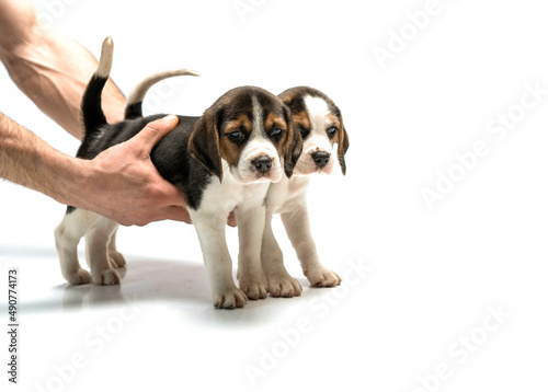beagle puppies in the studio on a white background © Антонина Лунева