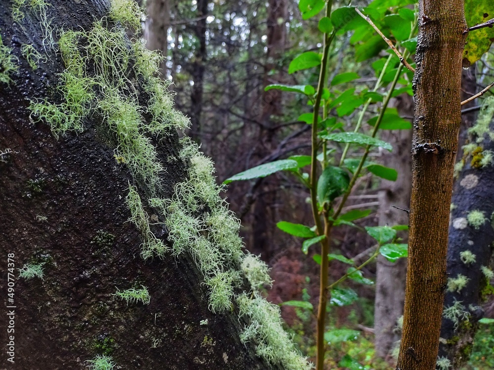 Fototapeta premium Tree trunk with moss