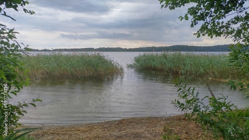 The clouds are over the lake and it is raining. The branches of an alder tree growing on the shore are bent over the water. Reeds are growing in the water near the shore There is a forest on the shore