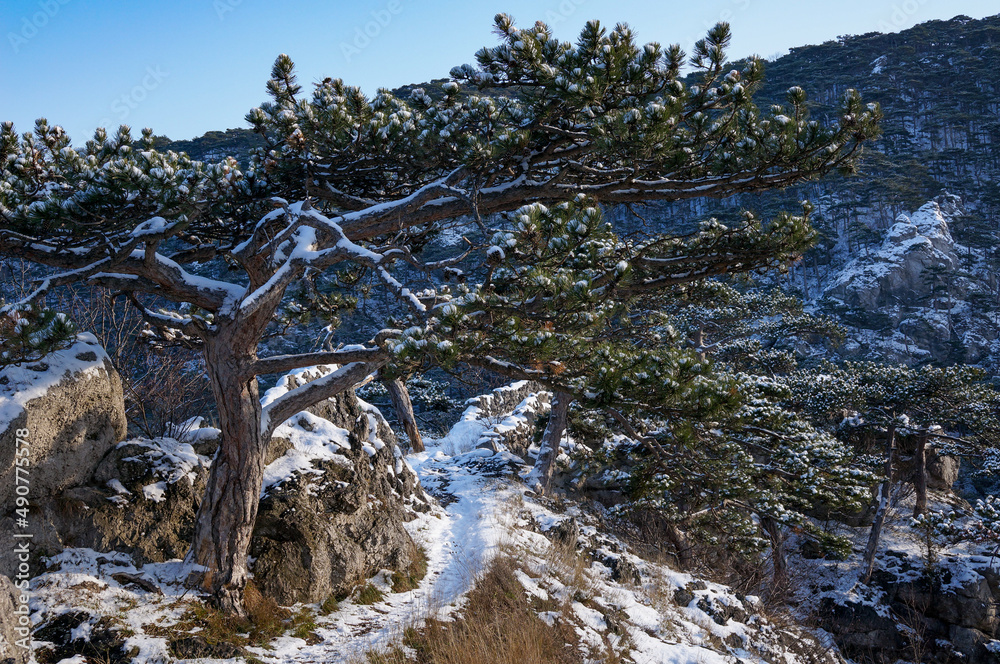 Wonderful winter landscape in the mountains. pine trees and rock nature landscape. austria. lower austria. moedling.