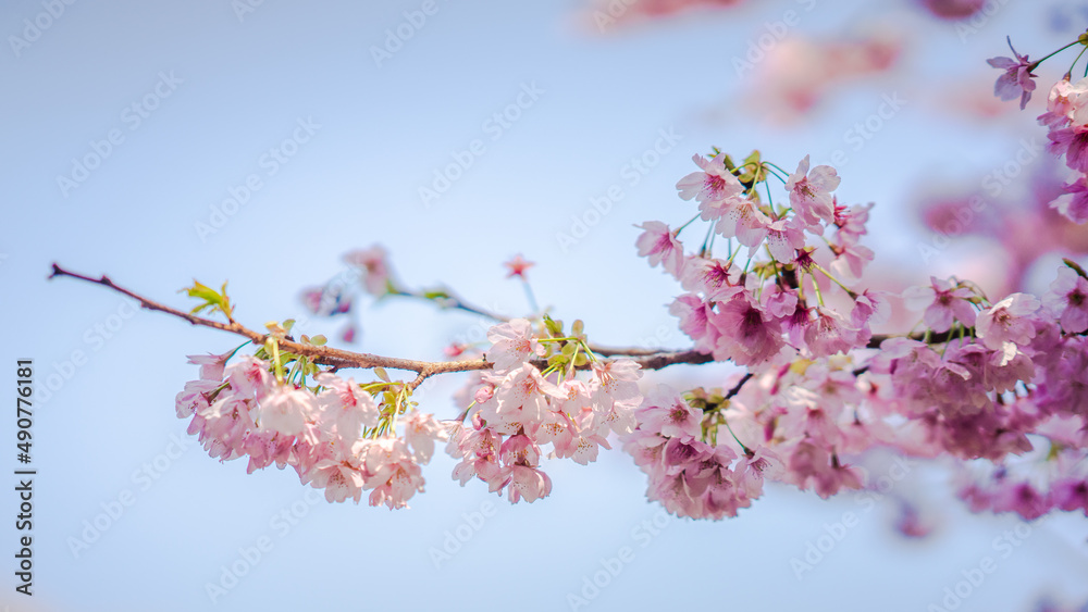 Sakura Flower or Cherry Blossom With Beautiful Nature Background Sakura Flower or Cherry Blossom With Beautiful Nature Background