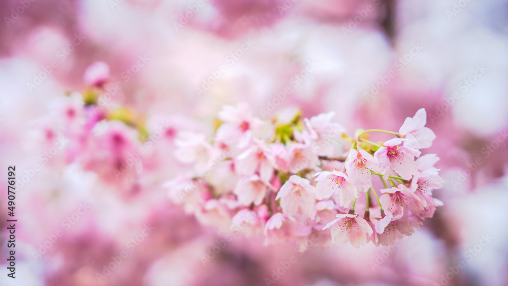 Sakura Flower or Cherry Blossom With Beautiful Nature Background Sakura Flower or Cherry Blossom With Beautiful Nature Background