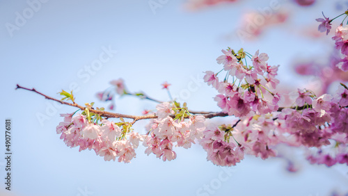 Sakura Flower or Cherry Blossom With Beautiful Nature Background