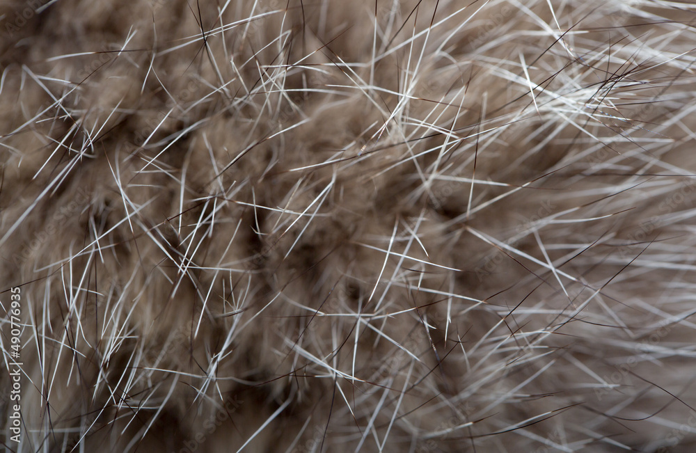 Animal fur close up. Background of gray sable and red fox or chinchilla wool, pile fur texture. Animal fur close up. Background of gray sable and red fox or chinchilla wool, pile fur texture.