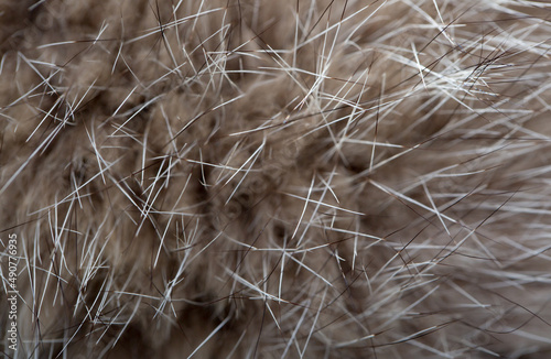 Animal fur close up. Background of gray sable and red fox or chinchilla wool  pile fur texture.
