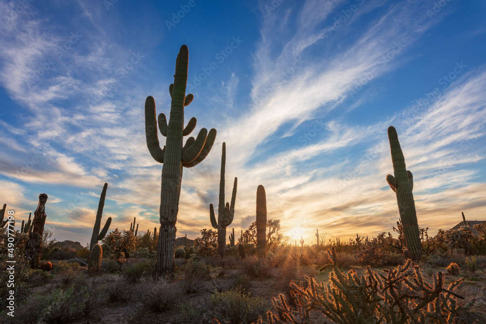 Scenic Arizona desert landscape with Saguaro cactus near Scottsdale