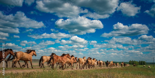 Beautiful thoroughbred horses on the field on a sunny day.