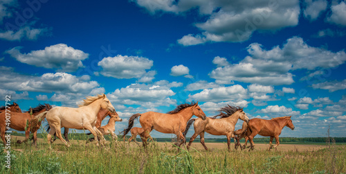 Beautiful thoroughbred horses on the field on a sunny day.