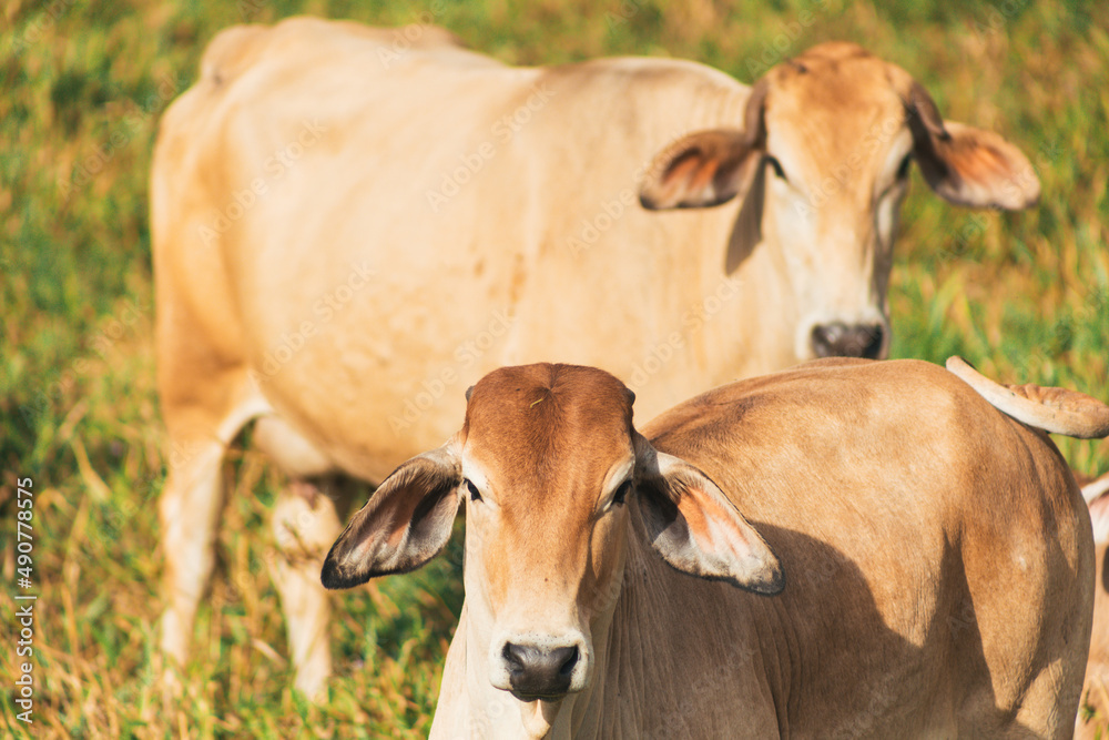 chocolate-colored cows in the field, resting and eating grass